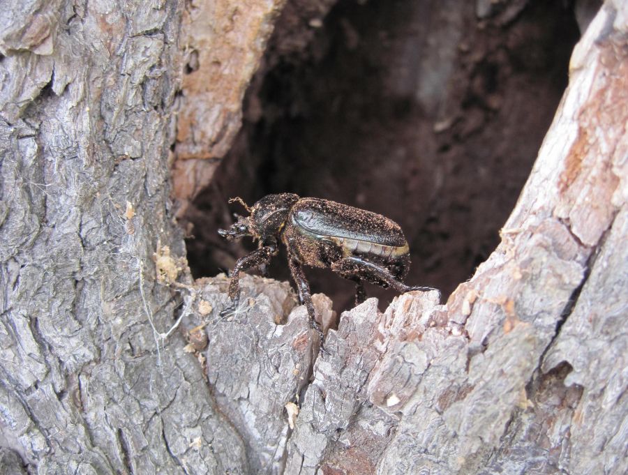 Hermit beetle Bartoš